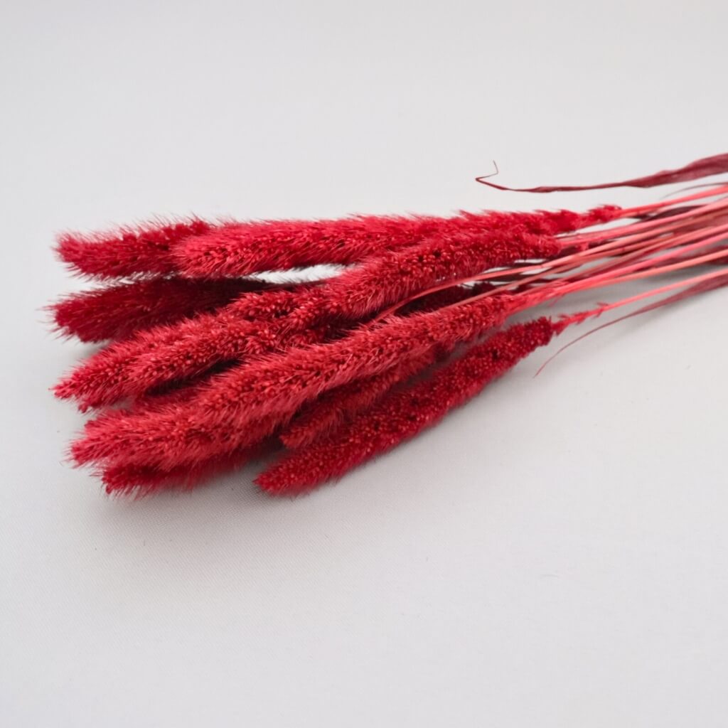 Setaria sušená - bordo, výrazná a elegantní dekorace pro moderní aranžmá